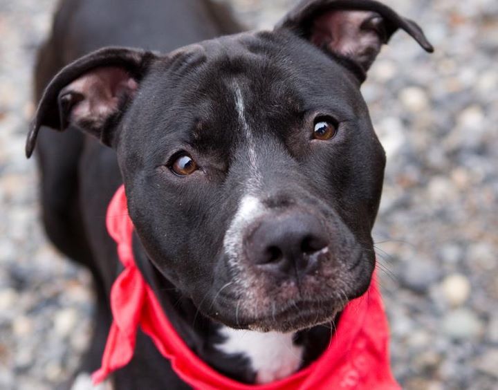 Why I Love Pit Bulls - Cesar's Way Pit pet