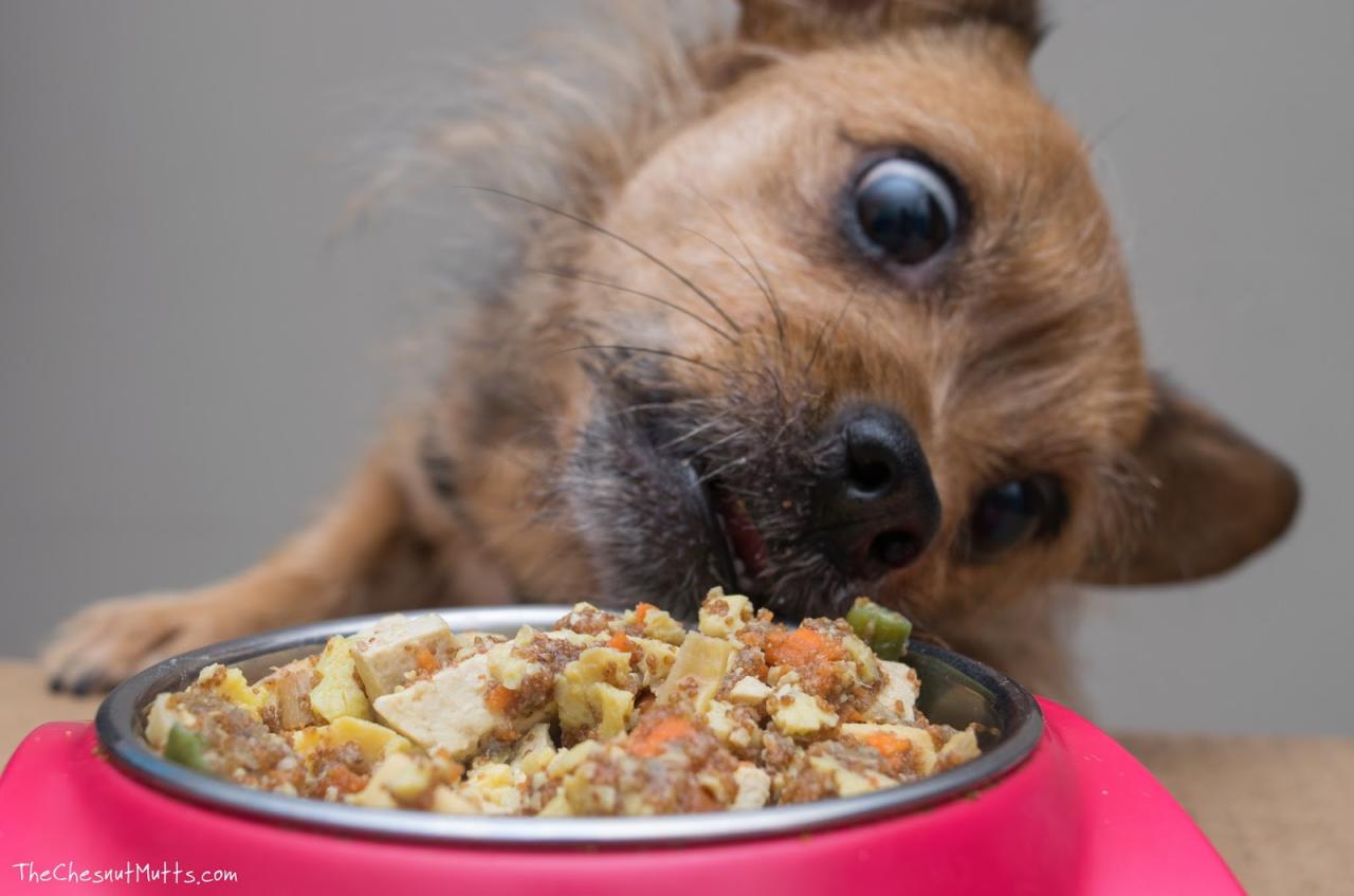 Tips to choose the Right Dog Food | Paws Dog care Tips Fooddog