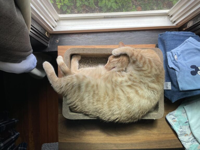 Fit cat