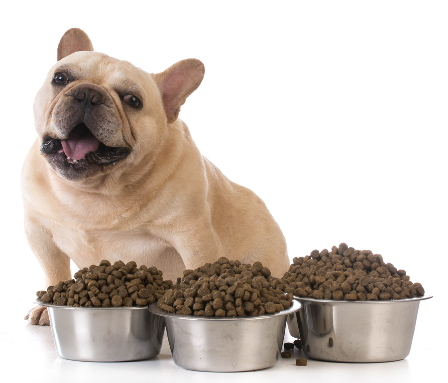 Top 10 Dog Food Myths Top 10 Dog Food Myths
