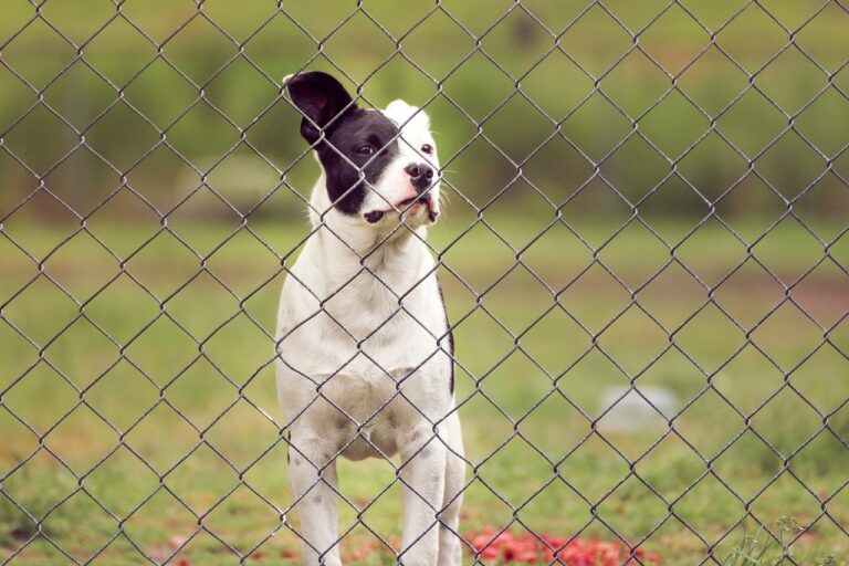Pit pet
